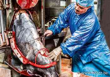 Runderen zouden buiten verbod onverdoofd slachten in Brussel vallen - BRUZZ
