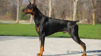 Essen: Entlaufener Dobermann attackiert Menschen – Polizeieinsatz - t-online