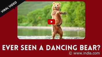 Funny Viral Video Today: A Bear Was Dancing, When He Realised He Was Being Recorded, He Stopped Dancing - India.com