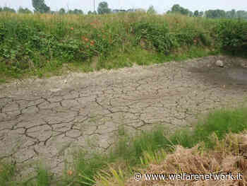 Coldiretti Cremona Caldo, emergenza siccità nelle campagne lombarde - WelfareNetwork