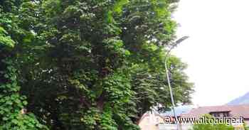 Potatura errata a Merano: addio a 14 storici ippocastani - Alto Adige