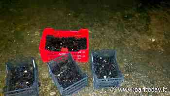 Controlli della Polizia Locale sul molo San Nicola a Bari: sequestrati 1100 ricci "pronti per vendita abusiva" - BariToday