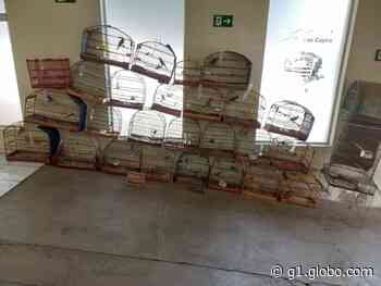 Guarda de Capivari apreende 28 gaiolas com pássaros silvestres: 'espécies em extinção', diz corporação - Globo