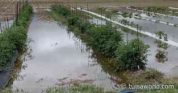 Master Gardener: Why waterlogged roots will impede how your garden grows - Tulsa World