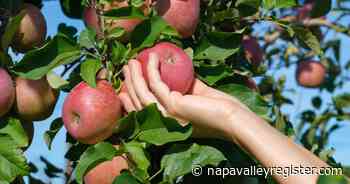 Master Gardeners: Planting an apple tree | Master Gardener | napavalleyregister.com - Napa Valley Register