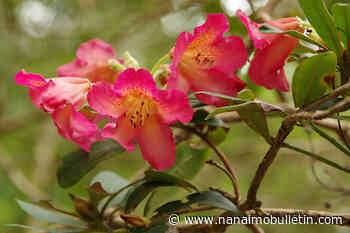 LETTER TO THE EDITOR: Nanaimo’s rhododendrons beautiful