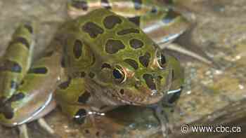 Calgary researchers release endangered tadpoles in B.C. wetlands