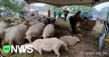 Schafschurfest in der Kesselse Heide begeistert weniger Besucher als erwartet - VRT