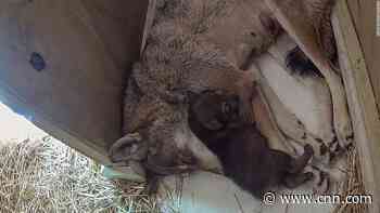 Rhode Island zoo welcomes birth of world's most endangered wolf - CNN