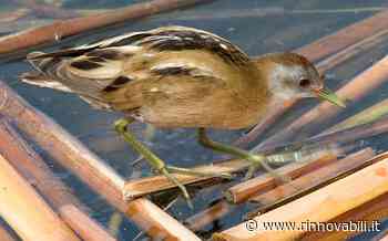 Biodiversità in Italia, oltre il 50% delle specie in situazione critica - Rinnovabili