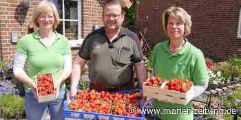MZ+ Erdbeer-Ernte auf dem Hof Vortmann - pur oder auf Kuchen ein Genuss - Marler Zeitung