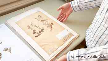 Getrocknete Schätze: Pflanzen im Online-Herbarium entdecken