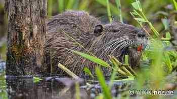 Tausende Tulpenzwiebeln verspeist: Papenburg hat ein Nutria-Problem - nicht nur im Stadtpark - NOZ
