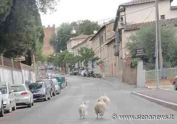 Siena, tre pecore in fuga verso Porta Romana: sul posto i carabinieri - Siena News