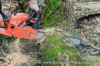 Kurioses aus Mannheim: Betrunkener fällt mit Kettensäge mitten in der Nacht Baum - Stuttgarter Nachrichten