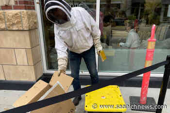 VIDEO: Security stands on guard for bees at Saanich shopping centre – Saanich News - Saanich News