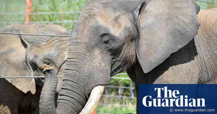 Unscrupulous ivory traders can evade new UK ban, charity says