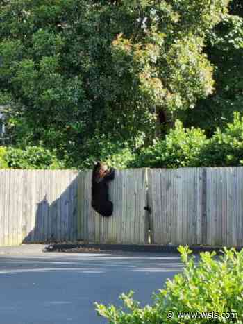 Bear sightings in NE and SW Roanoke, police advise not approaching - WSLS 10