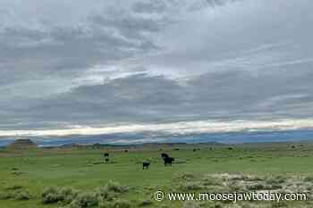 Agrimart: Saskatchewan to see new pasture carbon sequestration measurements - Moose Jaw Today