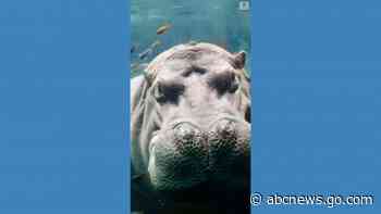 WATCH:  Hippo enjoys spa day at Texas zoo