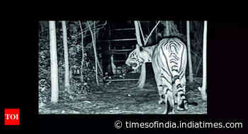 Andhra Pradesh: Tiger plays cat and mouse game with forest officials in Kakinada district - Times of India