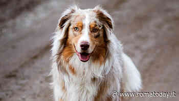 Pastore australiano: origine e caratteristiche fisiche dell'Australian shepherd