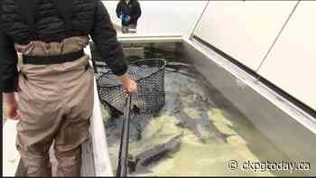 Annual Sturgeon release in Vanderhoof - CKPGToday.ca