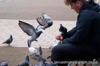 'Do NOT feed the pigeons' - plea over 'excessive' amounts of food left in town centres