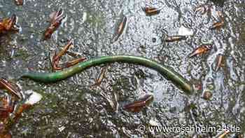 „Smaragdgrüner Regenwurm“ – Wo ein Oberaudorfer Biologe die extrem seltene Art in der Region entdeckt hat