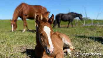 Horses get asthma too, but environmental shifts, access to hay, are causing more problems, Sask. prof says