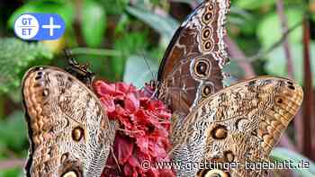 Wochenendtipps in Göttingen: Veranstaltungen am 6. Juni in Göttingen, Duderstadt, Northeim, Osterode, Kassel - Göttinger Tageblatt
