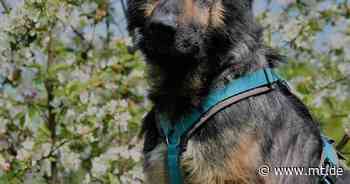 Tier der Woche: Wer gibt Schäferhund Akiro ein neues Zuhause? - Mindener Tageblatt