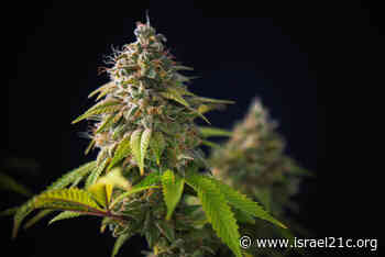 Researchers grow super-strong medical cannabis, with 17% more THC - ISRAEL21c