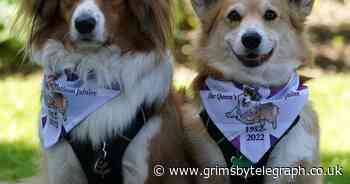 More than 70 Corgis gather at Balmoral for Queen's Platinum Jubilee - Grimsby Live - Grimsby Live