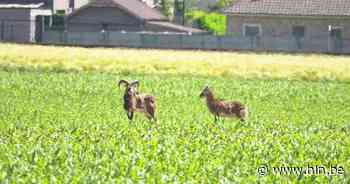 Politie krijgt deze geitjes maar niet te pakken - Het Laatste Nieuws