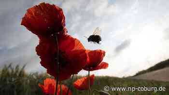 Prognose - Wetter nach Pfingsten - eine Woche zum Durchatmen - Neue Presse Coburg