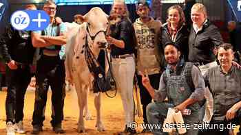 Perfekt: „Urania“ aus Parchim ist die schönste Kuh - Ostsee Zeitung