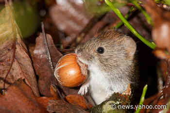 New coronavirus from same family as COVID spreading among rodents in Sweden - Yahoo News