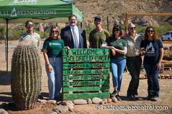 Arizona Lottery and other groups meet in Tonto National Forest to rehabilitate saguaros