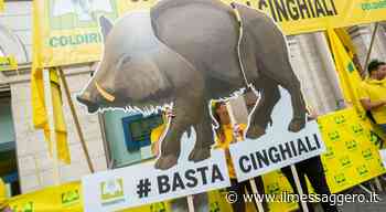 Rieti, peste suina: Coldiretti Lazio chiede l'abbattimento immediato dei cinghiali - ilmessaggero.it