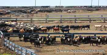 Meeting water needs of cattle in the feedlot
