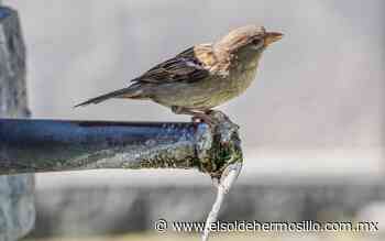 Hermosillo, ¿cómo vamos? tiene propuestas para problema del agua - El Sol de Hermosillo