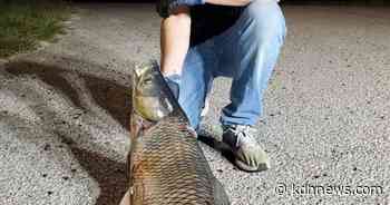 BOB MAINDELLE: Record grass carp harvested at Lake Georgetown - The Killeen Daily Herald