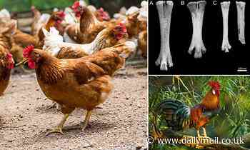 Chickens were WORSHIPPED rather than eaten in Iron Age Britain, study finds