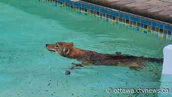 Ottawa woman spots coyote in backyard pool - CTV News Ottawa