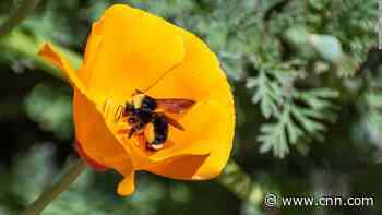 California bees can legally be fish and have the same protections, a court has ruled