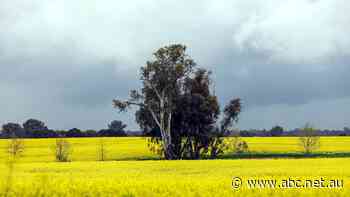 Big crops, high prices signal another record-breaking season for Australian farmers