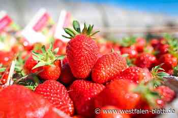 Mann überfällt Erdbeer-Verkäuferin in Kirchlengern - Westfalen-Blatt