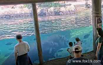 Cincinnati zoo offers Fiona livestreams with new virtual membership - FOX19