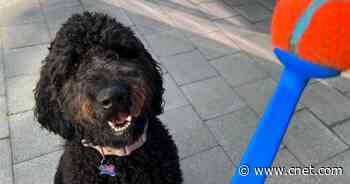 The Best Dog Toys, According to the Experts: Our Dogs     - CNET